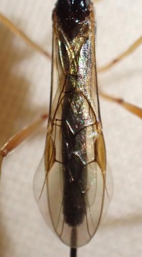 Macrocentrus sp.